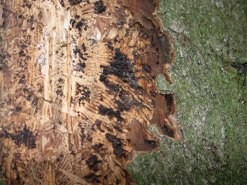 Fraßbild Kupferstecher