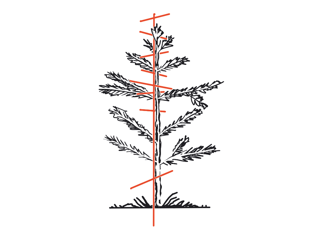 Spelsberg Stachelschützer