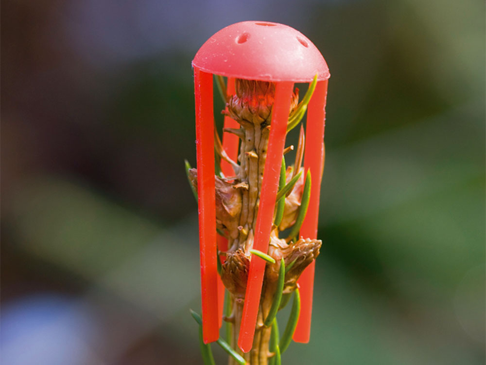 MONO-Verbißschutzkappe