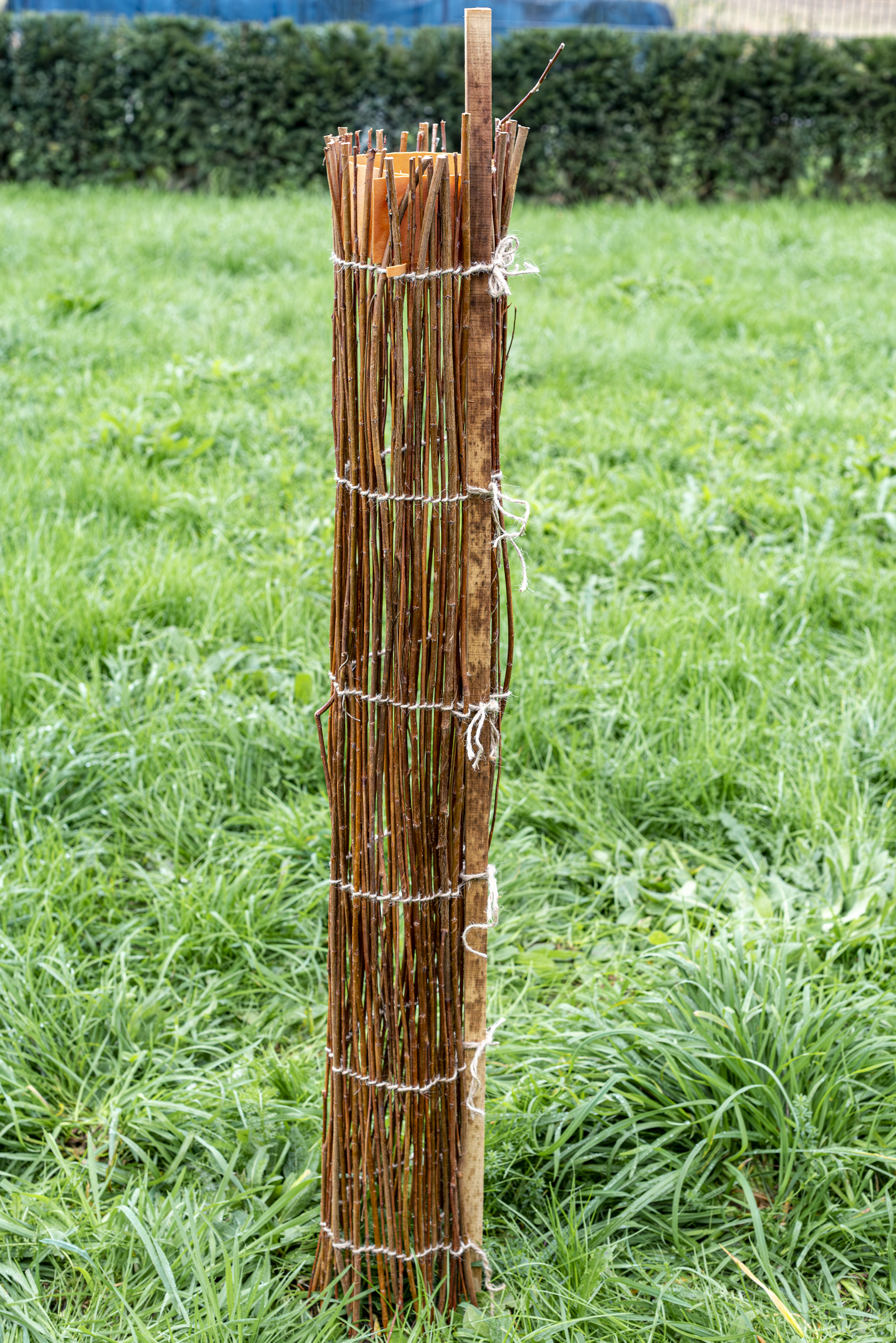 Salix Wuchshülle Wiry aus Weide und unverz. Draht