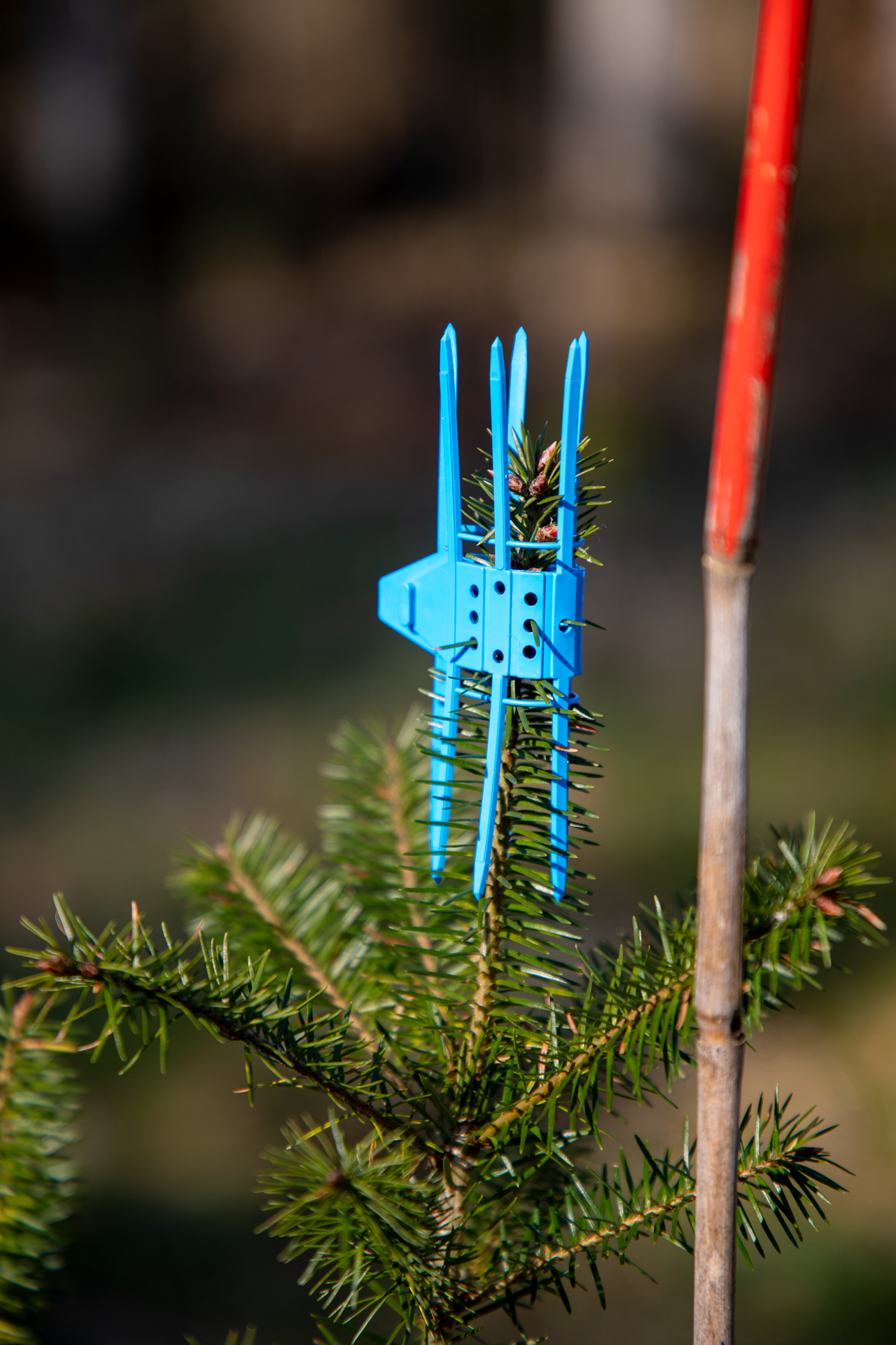 Terminalschutz "CACTUS"