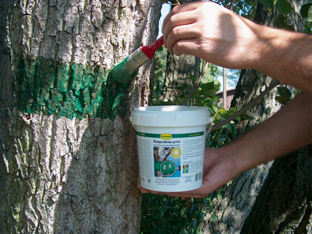 Raupenleim "Brunonia"