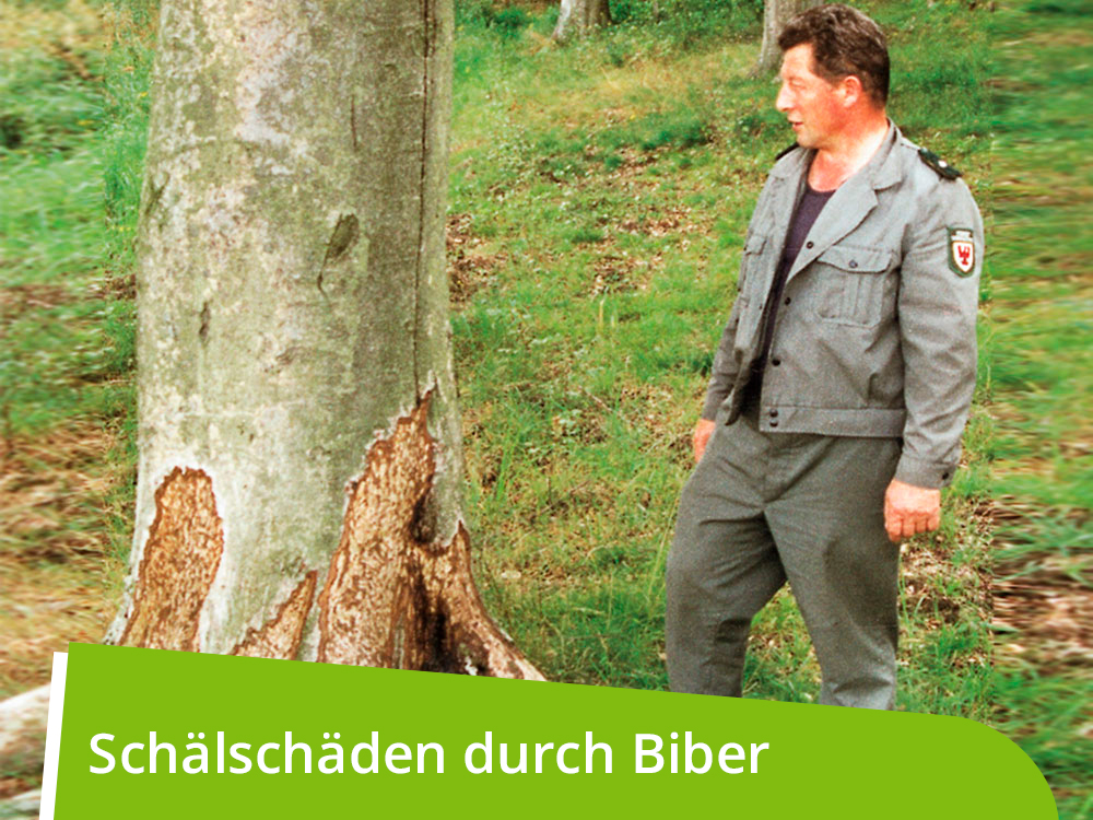 WÖBRA®  mechanischer Langzeitschälschutz