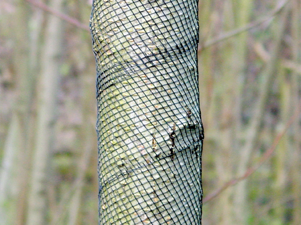 POLY-N Schälschutznetz