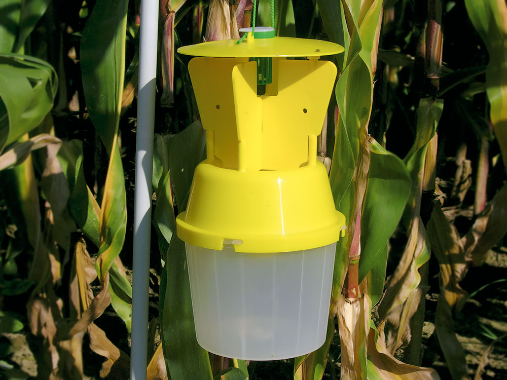 Variotrap-Trichter-Käferfalle