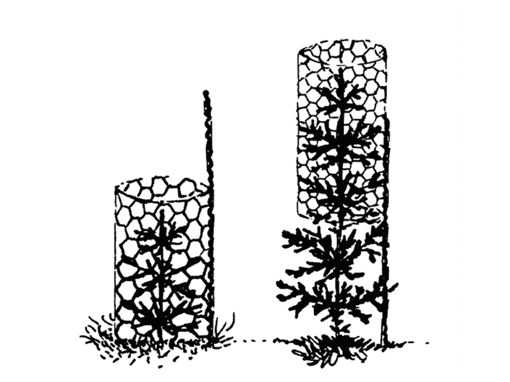 PLANT SAVER® Baumschützer aus Sechseckgeflecht