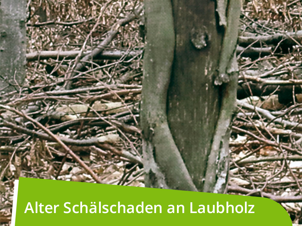 WÖBRA®  mechanischer Langzeitschälschutz