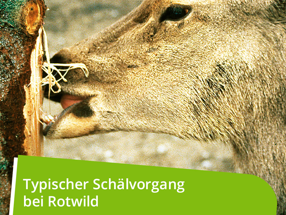 WÖBRA®  mechanischer Langzeitschälschutz