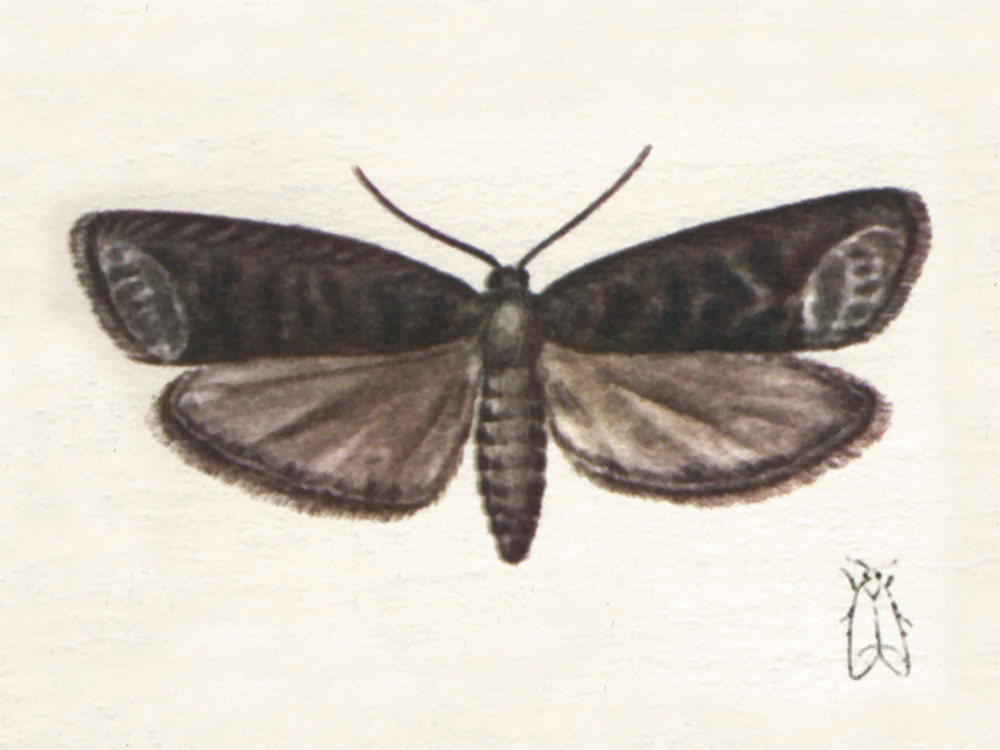 Pheromone für Schadfalterfallen im Obstbau / Weinbau