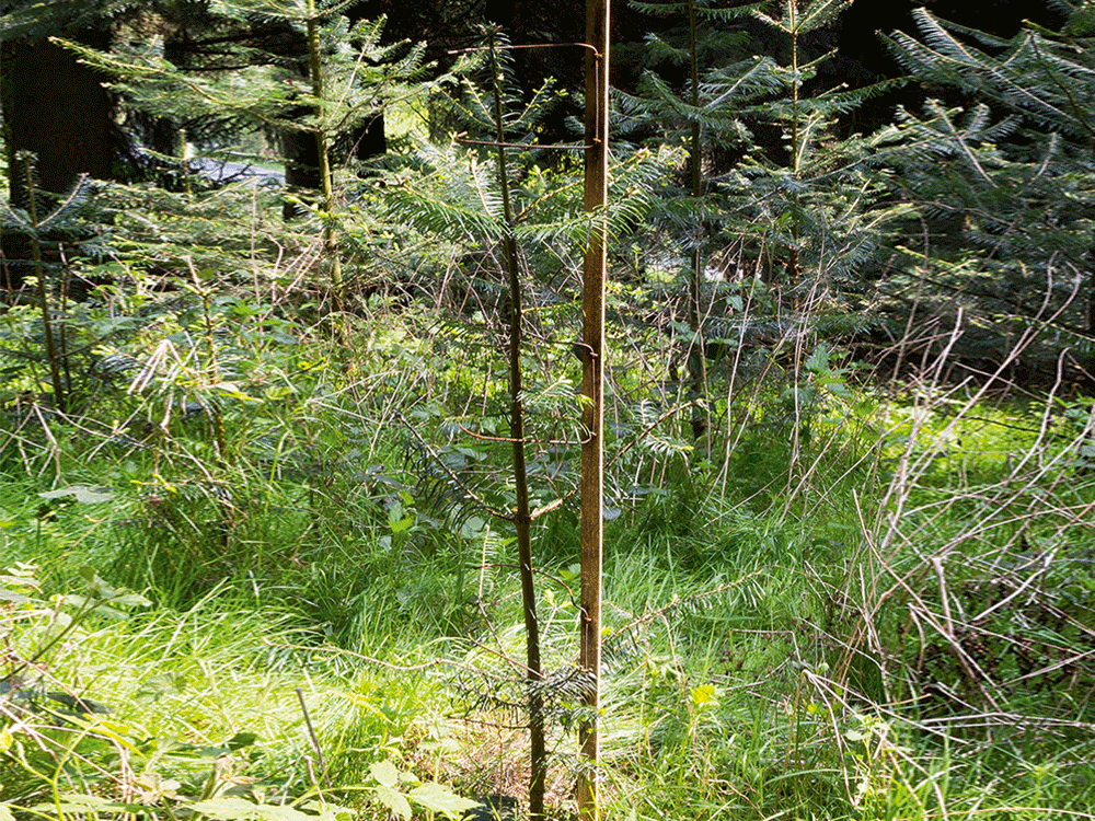 Fegeschutzpfahl Pfisto