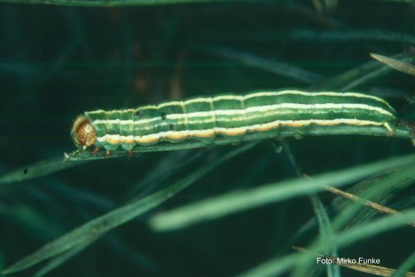 Pheromone für Schadfalterfallen im Forst